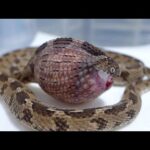 卵を丸呑みしてしまう狂気じみた蛇(YouTube)