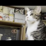 急なゲリラ豪雨での花火大会でフィナーレを待ち望む猫(YouTube)