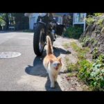 ツーリング中に山奥の自販機で休憩してたら、人懐っこい猫がモフられに来た🐱🏍️💕(YouTube)