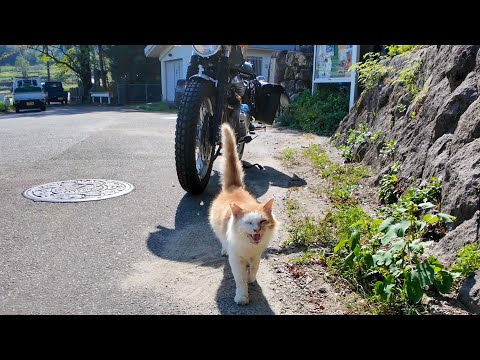 ツーリング中に山奥の自販機で休憩してたら、人懐っこい猫がモフられに来た🐱🏍️💕(YouTube)