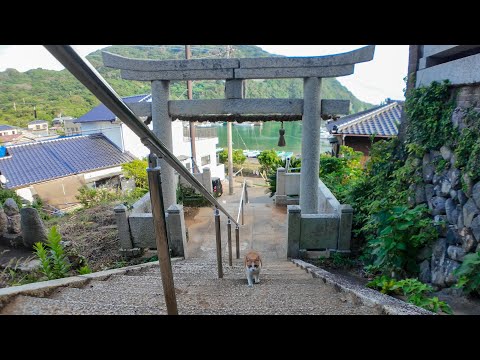歩き疲れて神社の階段で休憩していると来てくれる猫がいて癒やされた(YouTube)