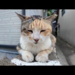 【週刊感動猫動画 2025/10/2w】今週撮った未公開猫動画まとめて公開-unreleased video of this week-(YouTube)