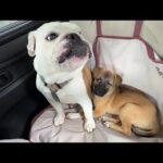 お母さん役まるこのくっつき虫になった子犬…初めて人混みの中でお散歩頑張ってみた結果…(YouTube)