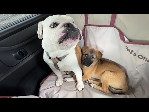 お母さん役まるこのくっつき虫になった子犬…初めて人混みの中でお散歩頑張ってみた結果…(YouTube)