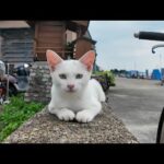 【週刊感動猫動画 2025/10/1w】今週撮った未公開猫動画まとめて公開-unreleased video of this week-(YouTube)