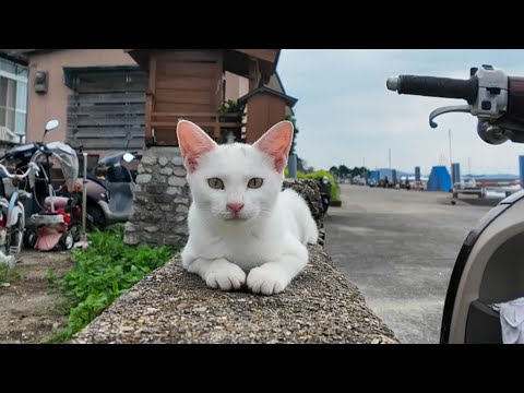 【週刊感動猫動画 2025/10/1w】今週撮った未公開猫動画まとめて公開-unreleased video of this week-(YouTube)
