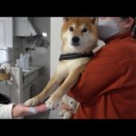 大変なことがあったので柴犬ハチと急遽実家へ。(YouTube)