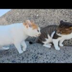 いくら仲裁しても、絶対に喧嘩を止めないヤンキー猫(YouTube)