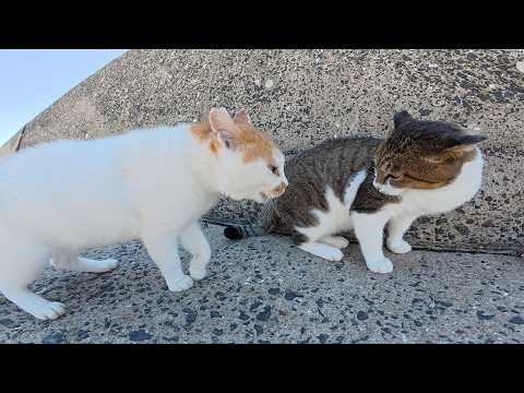 いくら仲裁しても、絶対に喧嘩を止めないヤンキー猫(YouTube)