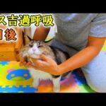 過呼吸で緊急搬送した3日後のボス吉の様子と、さくらがやたらボス吉を好む理由が判明⁉(YouTube)