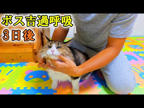 過呼吸で緊急搬送した3日後のボス吉の様子と、さくらがやたらボス吉を好む理由が判明⁉(YouTube)