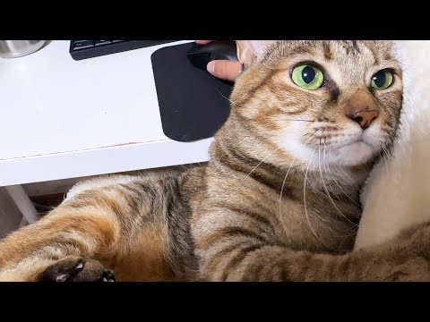 飼い主がPC作業をするとあるものを求めて次から次へと猫たちがやってきます(YouTube)