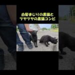 白髪まじりの黒猫とツヤツヤの黒猫コンビ #猫 #ねこ #cat(YouTube)