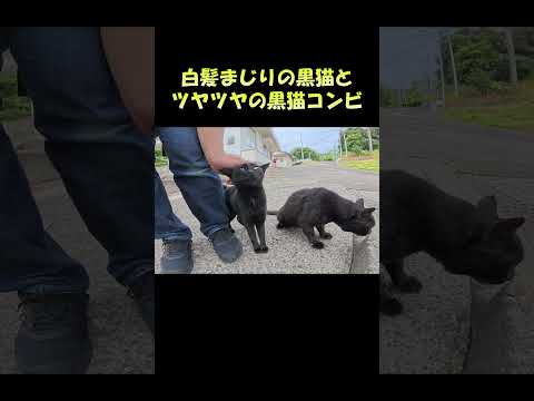 白髪まじりの黒猫とツヤツヤの黒猫コンビ #猫 #ねこ #cat(YouTube)