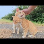 島の崖っぷちへ行くと、仲良しすぎる濃淡茶トラ猫コンビが歓迎してくれた(YouTube)