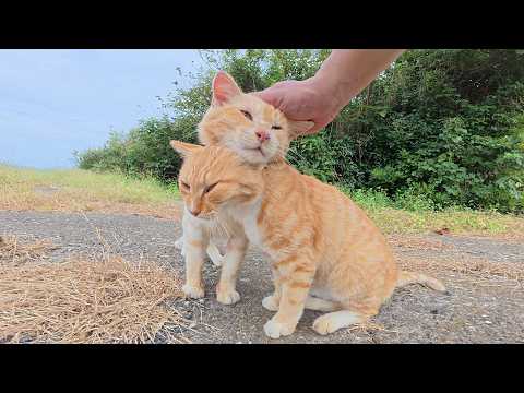 島の崖っぷちへ行くと、仲良しすぎる濃淡茶トラ猫コンビが歓迎してくれた(YouTube)