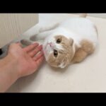 喉に毛玉を詰まらせた猫が上手く吐けなくてこうなっちゃいましたw(YouTube)