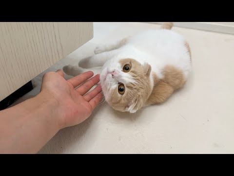 喉に毛玉を詰まらせた猫が上手く吐けなくてこうなっちゃいましたw(YouTube)