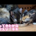 着替えてかえってきたのかな おかえりキキ  2025 10 05 2(YouTube)