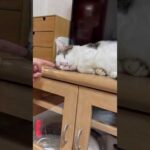 俺の眉毛触るから、こんなことになるねん(YouTube)