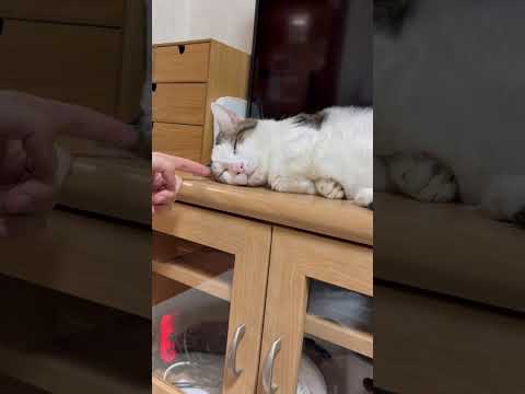 俺の眉毛触るから、こんなことになるねん(YouTube)