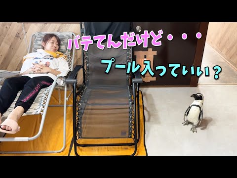 ママが夏バテしてるけど全く気にしてないペンギンw(YouTube)