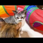 飼い主の思いとは違う行動しちゃうけど癒され可愛すぎる猫たちは最高です(YouTube)