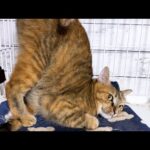 部屋を出ようとする飼い主に甘える猫や呼び止める猫たちが可愛すぎて癒されました(YouTube)