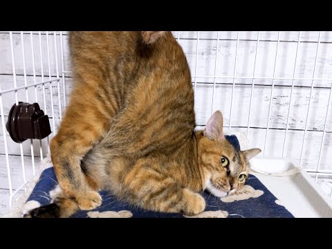 部屋を出ようとする飼い主に甘える猫や呼び止める猫たちが可愛すぎて癒されました(YouTube)