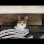 【今週のボツ動画 2025/10/3w】今週撮った未公開猫動画まとめて公開-unreleased video of this week(YouTube)