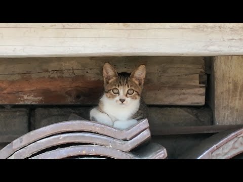【今週のボツ動画 2025/10/3w】今週撮った未公開猫動画まとめて公開-unreleased video of this week(YouTube)
