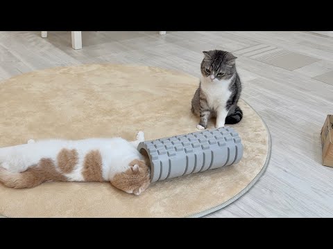 遊びたくてグズグズしてる弟の子守りを任されて困ってる兄猫が可愛すぎましたw(YouTube)