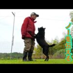 【犬の問題行動】犬にNGを伝える最適なボディコレクションのコツ(YouTube)