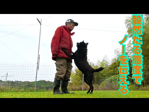 【犬の問題行動】犬にNGを伝える最適なボディコレクションのコツ(YouTube)
