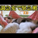 ボス吉が急に過呼吸になってぐったりしてしまい、動物病院に緊急搬送しました。(YouTube)