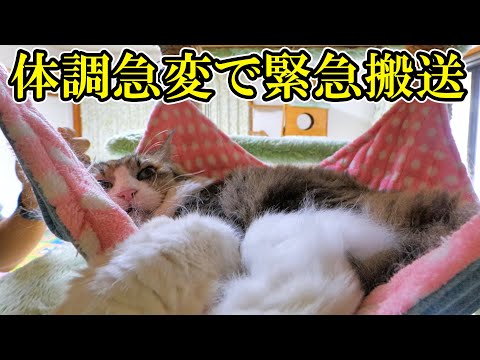 ボス吉が急に過呼吸になってぐったりしてしまい、動物病院に緊急搬送しました。(YouTube)