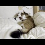 寒くなってきたので布団を出したら猫が団子になりました(YouTube)