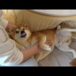 ん？‥柴犬ハチ、庭で見つける。(YouTube)