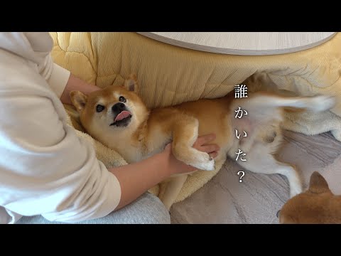 ん？‥柴犬ハチ、庭で見つける。(YouTube)