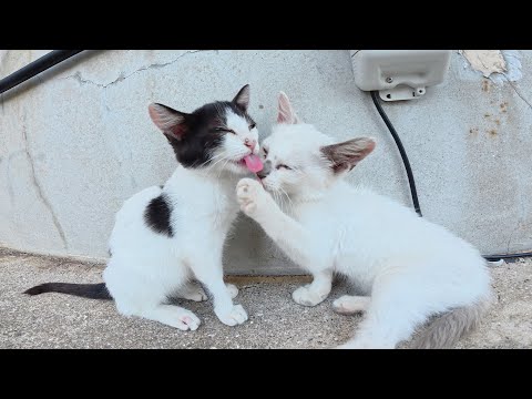 子猫の兄弟を近づけたらペロペロとグルーミングを始めた(YouTube)