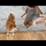 次女の宝物をガブしてしまいお説教される柴犬(YouTube)