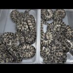 蛇の繁殖人生で初めて頭を抱えました(YouTube)