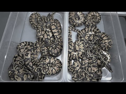 蛇の繁殖人生で初めて頭を抱えました(YouTube)