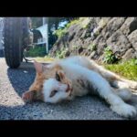 コーヒー休憩中に出会った猫ちゃん☕️バイクの日陰でまったりお昼寝開始🐱💤(YouTube)