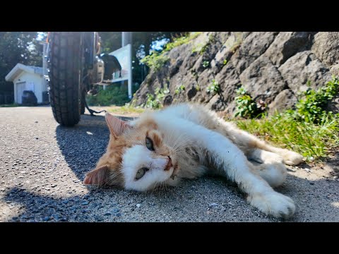 コーヒー休憩中に出会った猫ちゃん☕️バイクの日陰でまったりお昼寝開始🐱💤(YouTube)