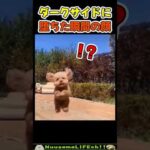 犬がダークサイドに墜ちた瞬間😂【犬】#犬 #dog(YouTube)