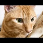 優しい優しい茶トラ猫の一日。(YouTube)