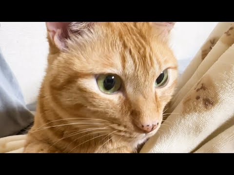 優しい優しい茶トラ猫の一日。(YouTube)