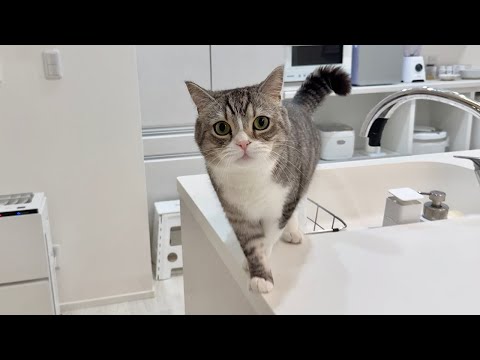 猫が必死に何か訴えてくるのでついて行ったらまさかのこうなってました…(YouTube)
