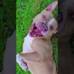 保護犬達と生きる　#犬のいる生活 #犬と共に生きる＃保護犬(YouTube)